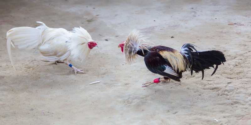 Cách tham gia đá gà 99Ok đơn giản cho người mới