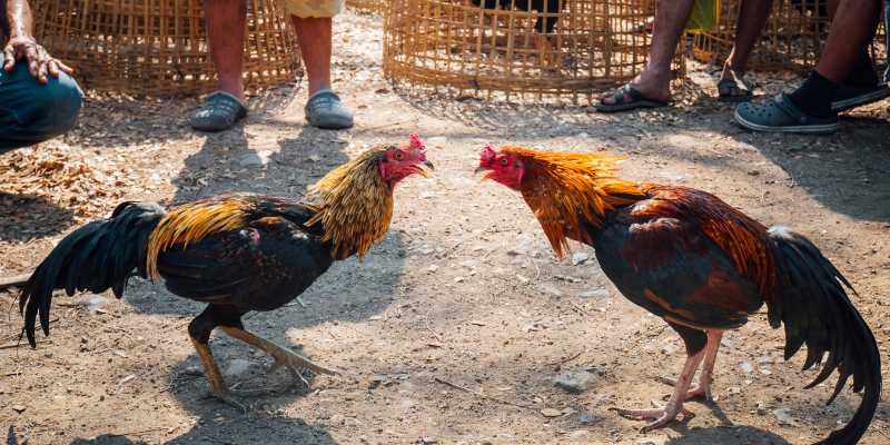 Lý do nên chọn 99Ok khi chơi đá gà trực tuyến