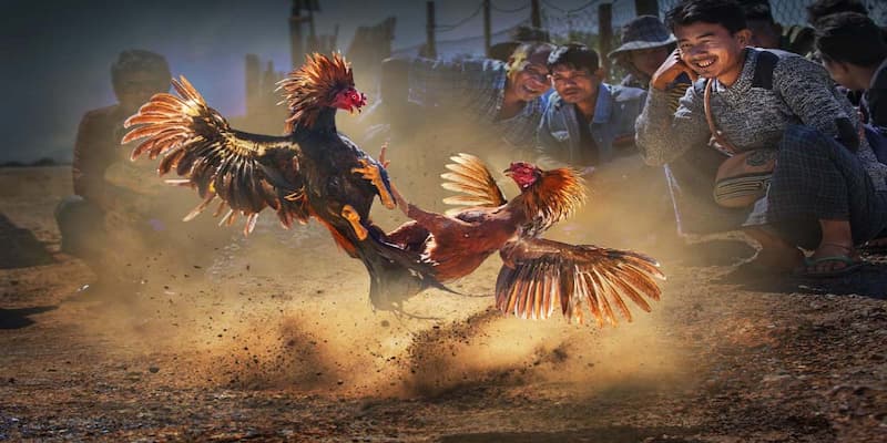 Nguồn gốc đá gà Thomo