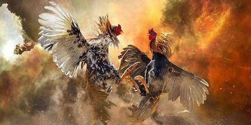 Gà chọi Bình Định – Đặc điểm nổi bật của giống gà này
