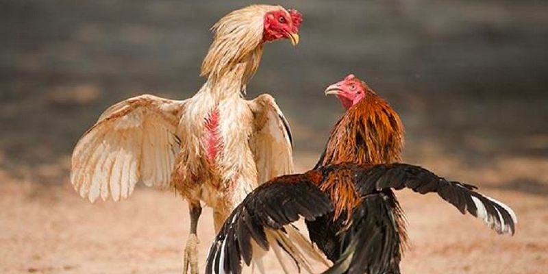 Tập luyện kỹ năng vần đòn cơ bản và phản xạ